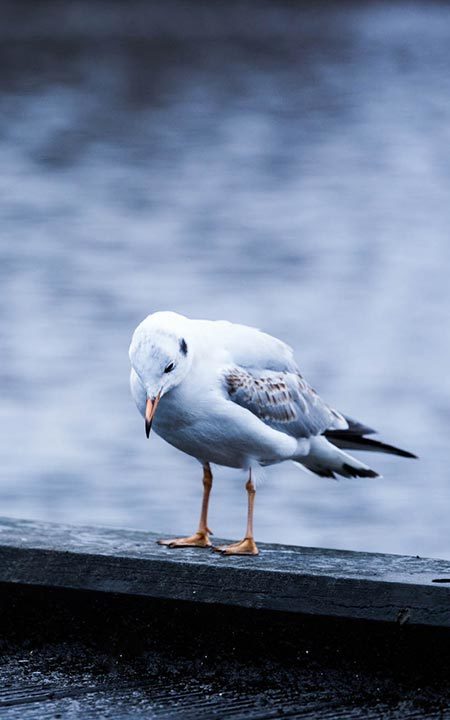 Pássaro gaivota com aspecto triste pousado sobre deck